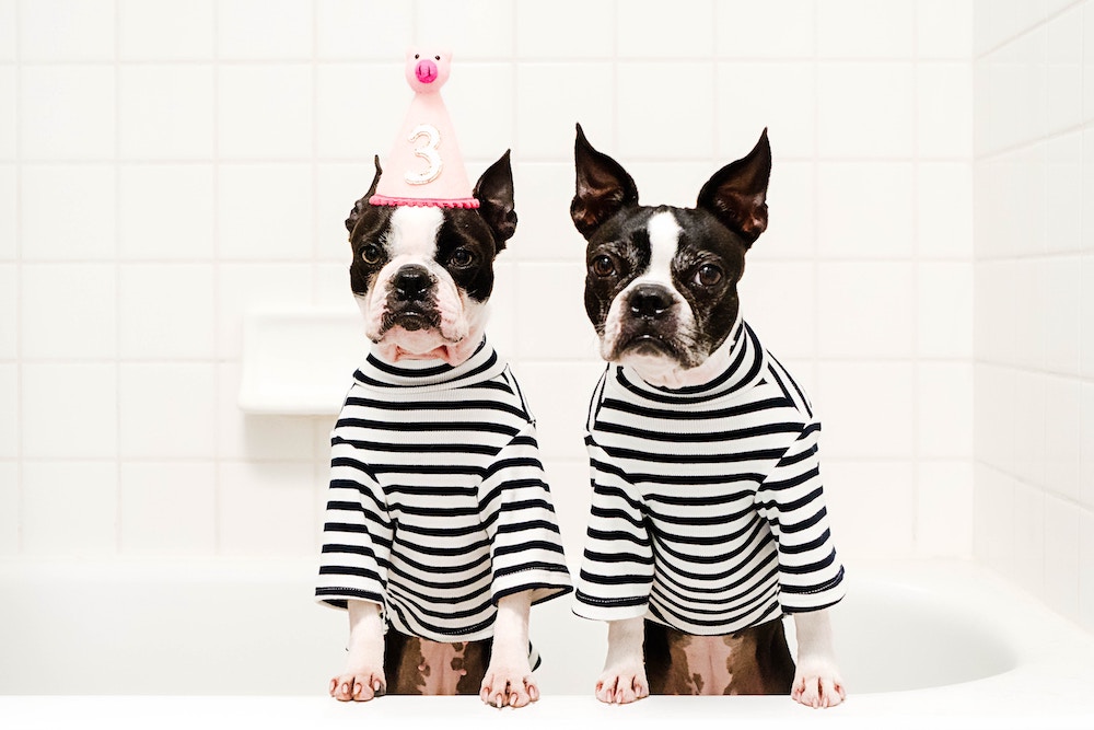Pet Health Insurance Marietta GA (470) 6150848 The