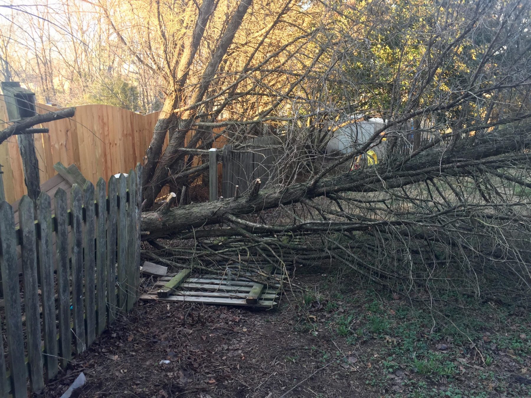 When to file a claim if a tree falls on my property The Weikum Group