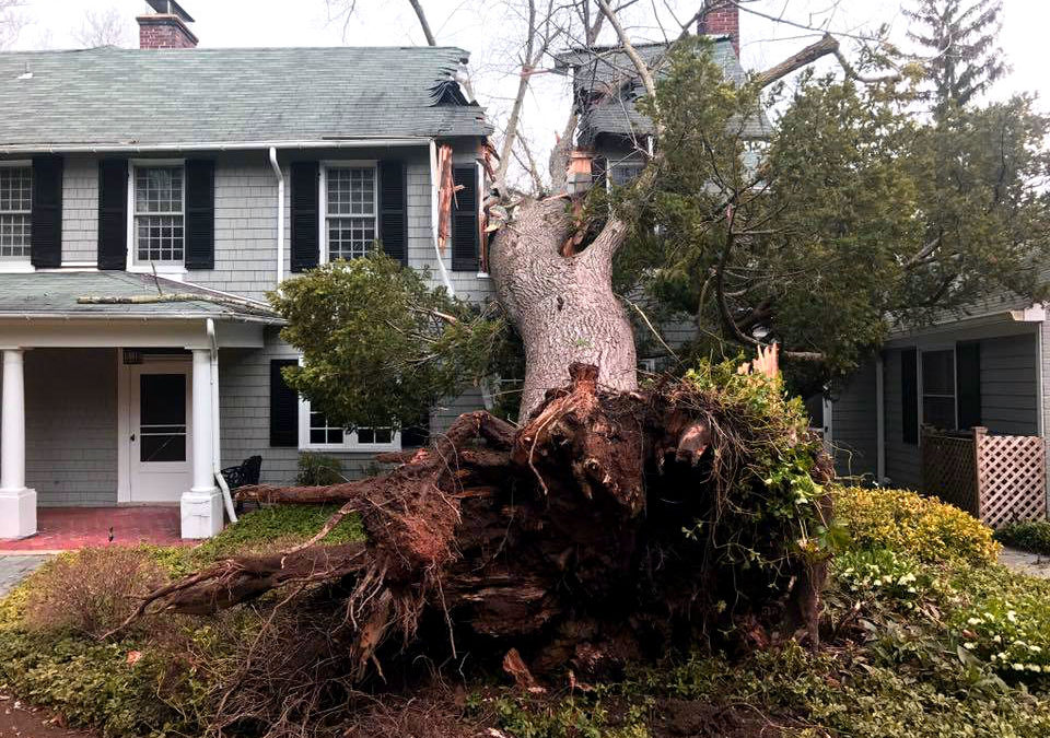 When to file a claim if a tree falls on my property The Weikum Group